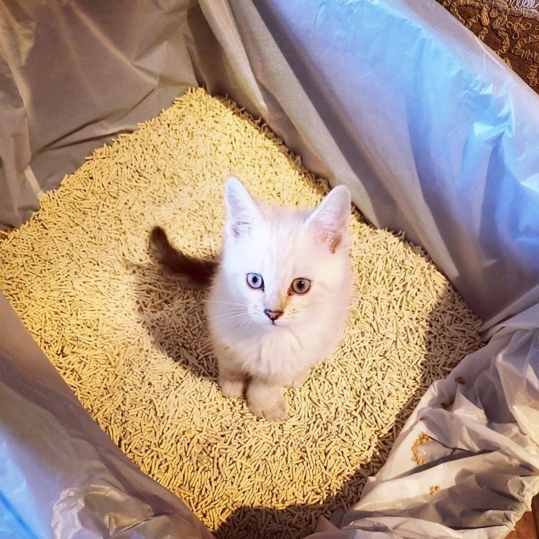 fresh claw cat litter